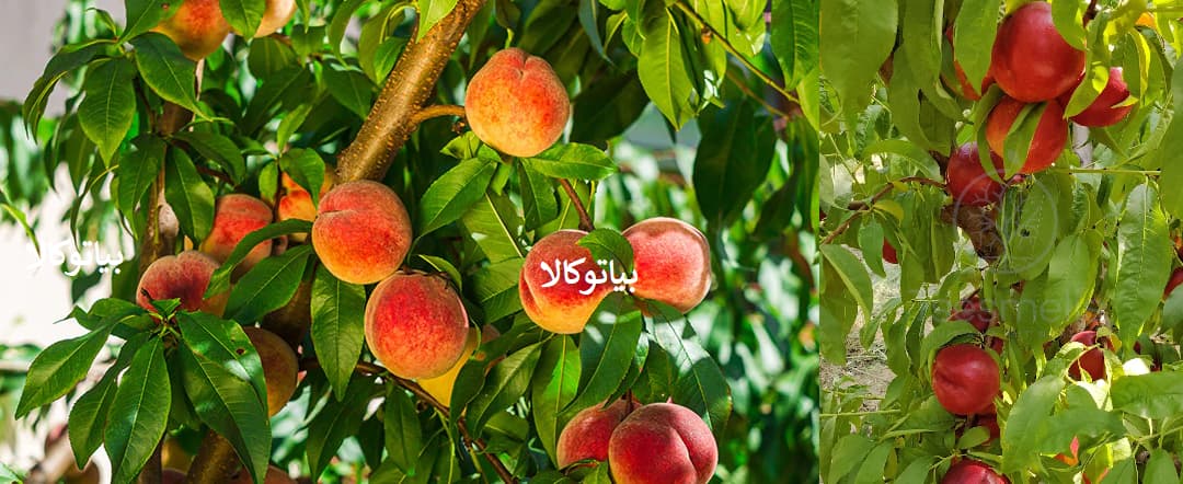کاشت درخت هلو و شلیل در سنندج